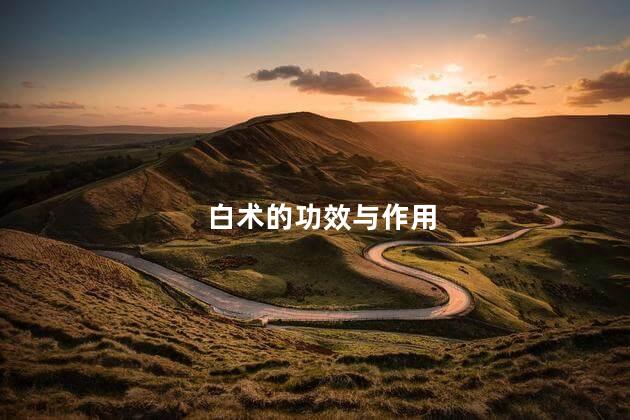 白术的功效与作用