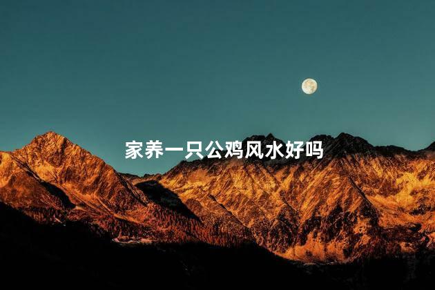 家养一只公鸡风水好吗