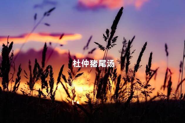 杜仲猪尾汤