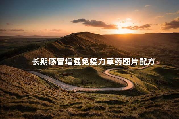 长期感冒增强免疫力草药图片配方