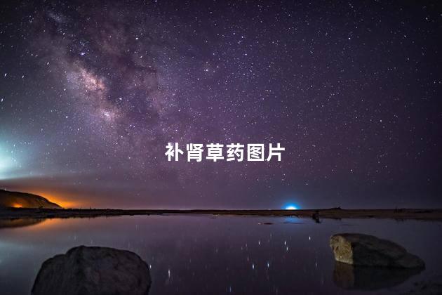 补肾草药图片